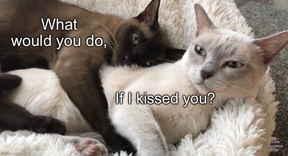 Cat hugging cat | What would you do, If I kissed you? | image tagged in cat hugging cat | made w/ Imgflip meme maker