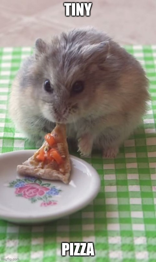 MINI HAMSTER | TINY; PIZZA | image tagged in hamster,pizza,aww | made w/ Imgflip meme maker
