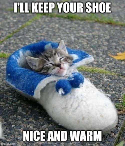 COZY KITTY | I'LL KEEP YOUR SHOE; NICE AND WARM | image tagged in cats,cute cat,kitten | made w/ Imgflip meme maker