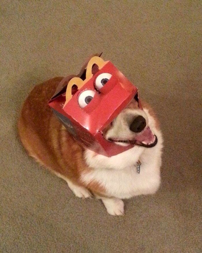 High Quality Corgi Happy meal Blank Meme Template