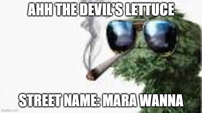 Devil's lettuce make you do some stuff fr tho | AHH THE DEVIL'S LETTUCE; STREET NAME: MARA WANNA | image tagged in oscar the crouch marijuana | made w/ Imgflip meme maker