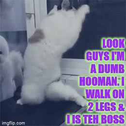 Dumb Hooman - Imgflip