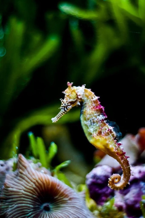 Rainbow Dwarf Seahorse | image tagged in awesome,pics,photography | made w/ Imgflip meme maker