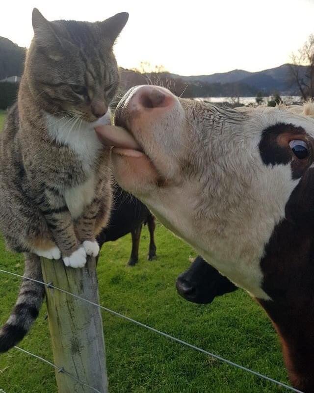 High Quality Cow licking cat Blank Meme Template