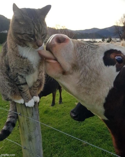 A new customize template... | image tagged in cow licking cat | made w/ Imgflip meme maker
