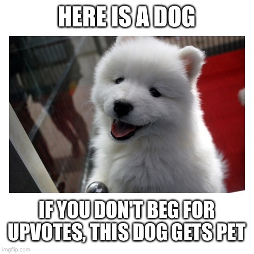 HERE IS A DOG; IF YOU DON'T BEG FOR UPVOTES, THIS DOG GETS PET | image tagged in upvote begging | made w/ Imgflip meme maker
