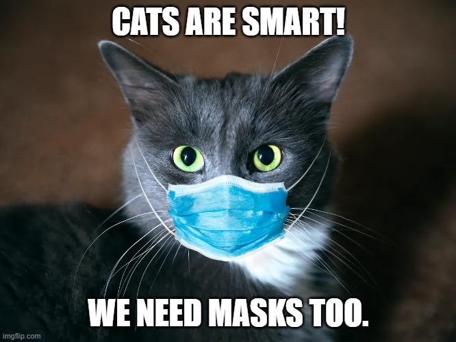 vErY sMaRt | CATS ARE SMART! WE NEED MASKS TOO. | image tagged in cat,memes | made w/ Imgflip meme maker