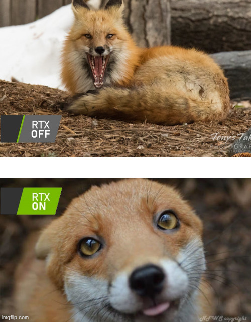 Foxes are the cutest animal alive so here you go. | image tagged in fox,aww,scary,rtx,cute | made w/ Imgflip meme maker