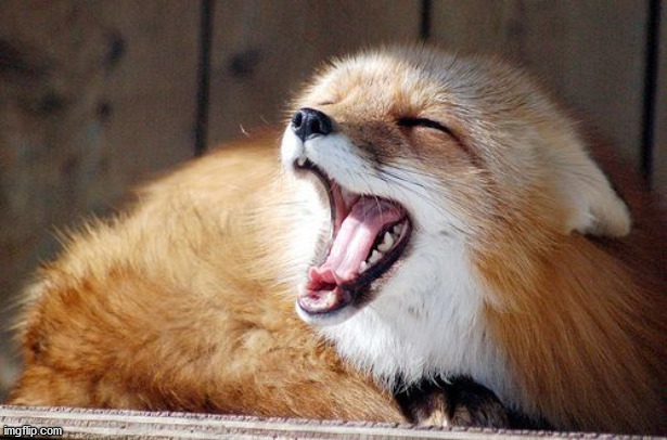 I'm bored and depressed so here is a cute image of my favourite animal. | image tagged in fox,tired,aww,cute | made w/ Imgflip meme maker