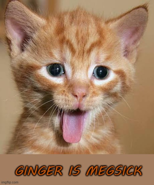 Ginger is Megsick | GINGER IS MEGSICK | image tagged in woah kitty | made w/ Imgflip meme maker