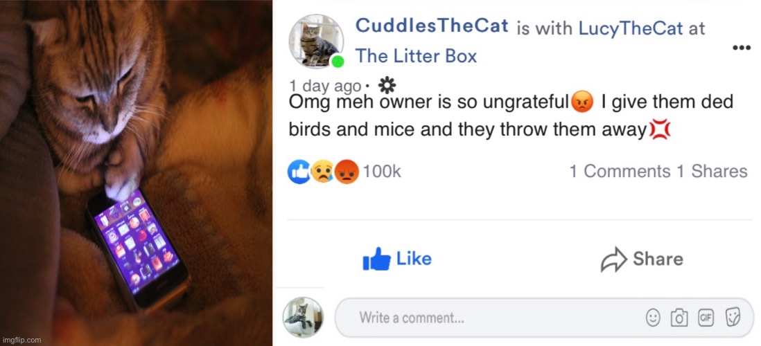 If Cats Could Use Social Media | image tagged in memes,cat | made w/ Imgflip meme maker