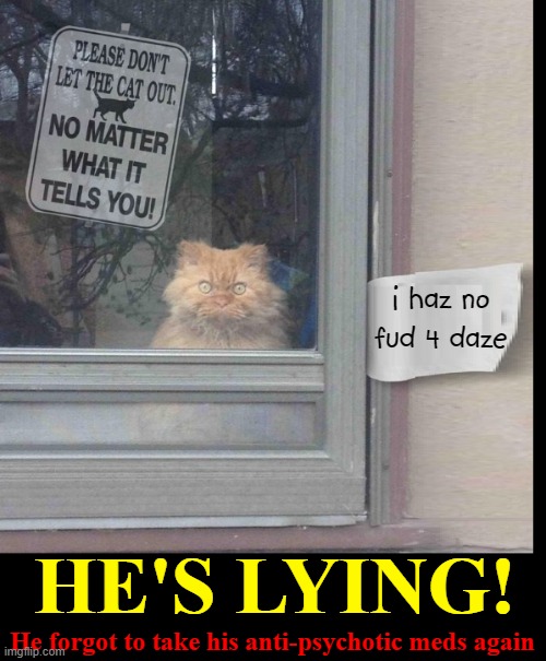 I Know That Look! | i haz no fud 4 daze; HE'S LYING! He forgot to take his anti-psychotic meds again | image tagged in vince vance,cats,lying cat,psychotic,crazy cat,memes | made w/ Imgflip meme maker