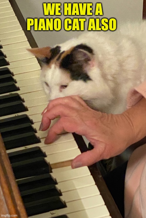 WE HAVE A PIANO CAT ALSO | made w/ Imgflip meme maker