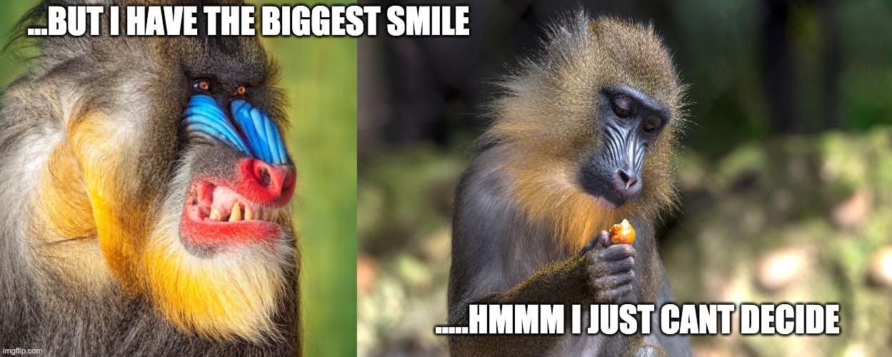 Sexual selection | ...BUT I HAVE THE BIGGEST SMILE; .....HMMM I JUST CANT DECIDE | image tagged in natural selection | made w/ Imgflip meme maker