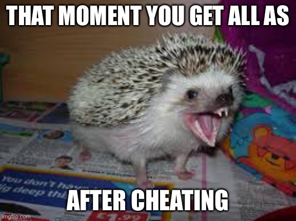 Yey 2 | THAT MOMENT YOU GET ALL AS; AFTER CHEATING | image tagged in hedgehog | made w/ Imgflip meme maker