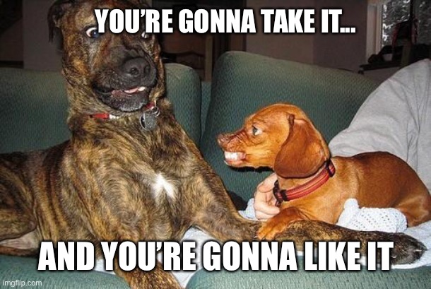 YOU’RE GONNA TAKE IT... AND YOU’RE GONNA LIKE IT | image tagged in funny dogs | made w/ Imgflip meme maker