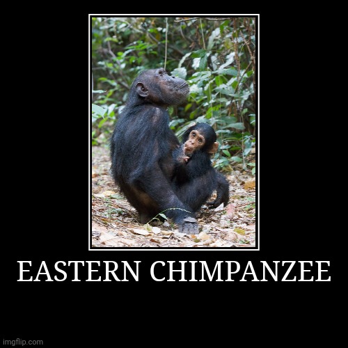 Eastern Chimpanzee | image tagged in demotivationals,chimpanzee | made w/ Imgflip demotivational maker