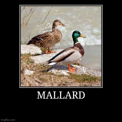 Mallard | image tagged in demotivationals,duck | made w/ Imgflip demotivational maker