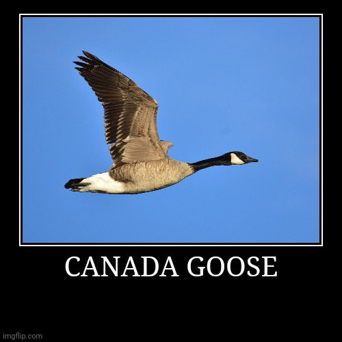 Canada Goose | image tagged in demotivationals,goose | made w/ Imgflip demotivational maker