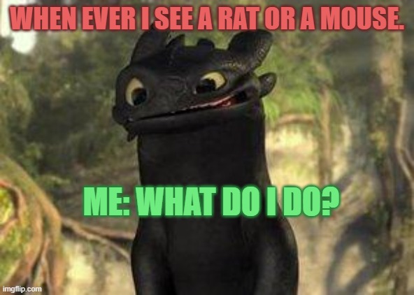 Toothless | WHEN EVER I SEE A RAT OR A MOUSE. ME: WHAT DO I DO? | image tagged in toothless | made w/ Imgflip meme maker