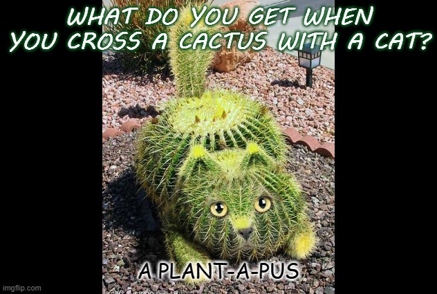 Daily Bad Dad Joke Feb 23 2021 | WHAT DO YOU GET WHEN YOU CROSS A CACTUS WITH A CAT? A PLANT-A-PUS | image tagged in funny cats | made w/ Imgflip meme maker