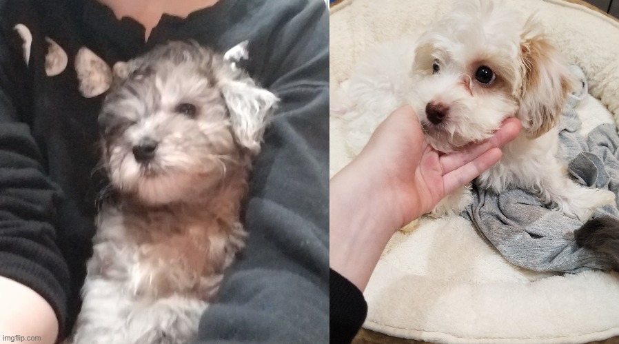 We just got 2 fucking puppies and they are the cutest little puppers on earth | image tagged in puppies | made w/ Imgflip meme maker