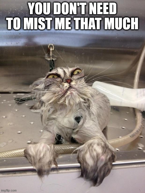 Angry Wet Cat | YOU DON'T NEED TO MIST ME THAT MUCH | image tagged in angry wet cat | made w/ Imgflip meme maker