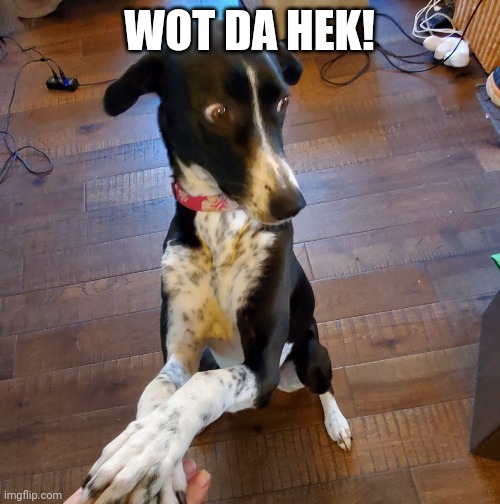 Wot da hek | WOT DA HEK! | image tagged in funny dogs,dogs | made w/ Imgflip meme maker