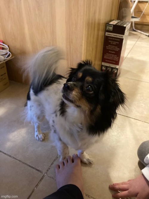 upvote this or my doggo will be sad | made w/ Imgflip meme maker