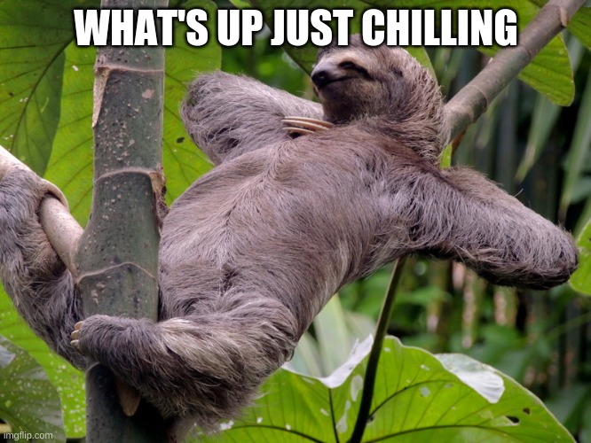 Chilling | WHAT'S UP JUST CHILLING | image tagged in lazy sloth,focusedsloth | made w/ Imgflip meme maker