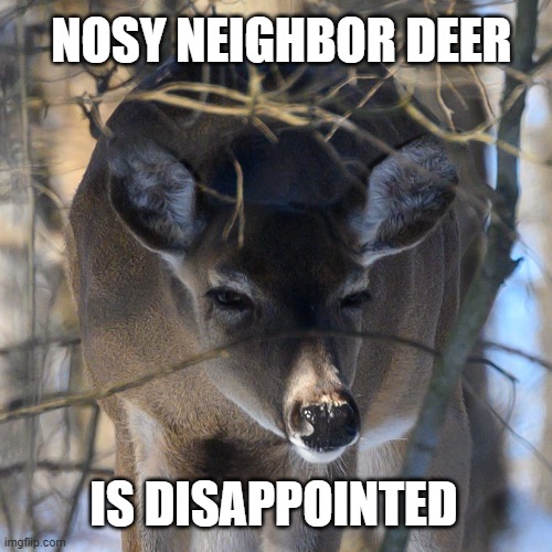 Nosy neighbor Deer | NOSY NEIGHBOR DEER; IS DISAPPOINTED | image tagged in deer | made w/ Imgflip meme maker