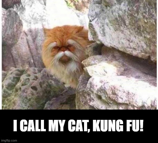 I call my cat, Kung Fu! | I CALL MY CAT, KUNG FU! | image tagged in kung fu cat | made w/ Imgflip meme maker