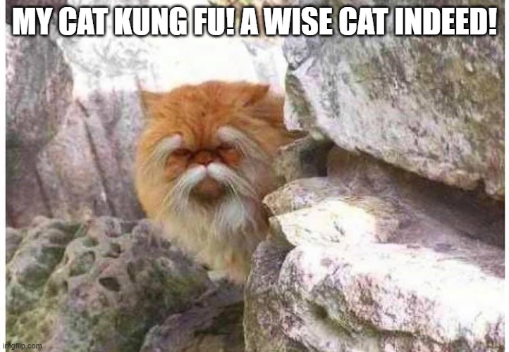 Kung Fu Cat! | MY CAT KUNG FU! A WISE CAT INDEED! | image tagged in kung fu cat | made w/ Imgflip meme maker