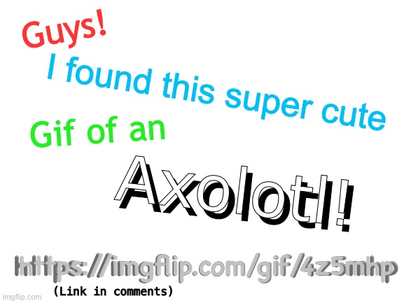 Super cute axolotl! (Link in comments) | Guys! I found this super cute; Gif of an; Axolotl! Axolotl! https://imgflip.com/gif/4z5mhp; https://imgflip.com/gif/4z5mhp; (Link in comments) | image tagged in blank white template,super cute,axolotl | made w/ Imgflip meme maker