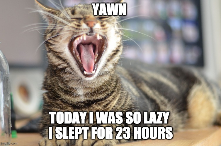 Every cat does this | YAWN; TODAY I WAS SO LAZY 
I SLEPT FOR 23 HOURS | image tagged in cat yawning | made w/ Imgflip meme maker