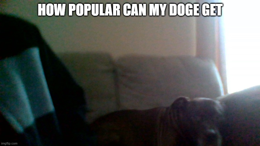make my doge popular |  HOW POPULAR CAN MY DOGE GET | image tagged in dog,make,my,doge,popular | made w/ Imgflip meme maker