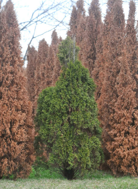 Thuja brown Blank Meme Template
