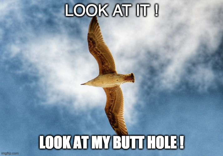 look at it | LOOK AT IT ! LOOK AT MY BUTT HOLE ! | image tagged in seagull | made w/ Imgflip meme maker