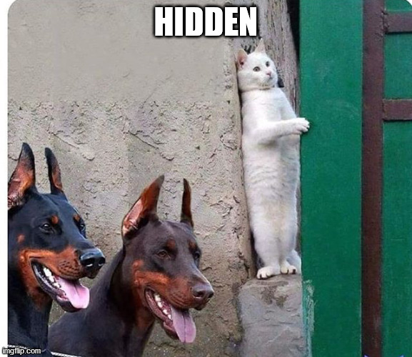 Hidden cat | HIDDEN | image tagged in hidden cat | made w/ Imgflip meme maker