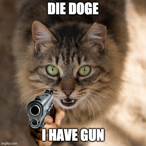 Cat decides he's had enough | DIE DOGE; I HAVE GUN | image tagged in but that's none of my business | made w/ Imgflip meme maker