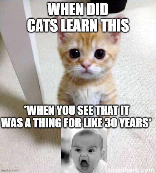 ... | WHEN DID CATS LEARN THIS; *WHEN YOU SEE THAT IT WAS A THING FOR LIKE 30 YEARS* | image tagged in memes,cute cat | made w/ Imgflip meme maker