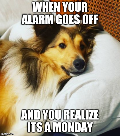 Monday mood XD | WHEN YOUR ALARM GOES OFF; AND YOU REALIZE ITS A MONDAY | image tagged in dogs | made w/ Imgflip meme maker