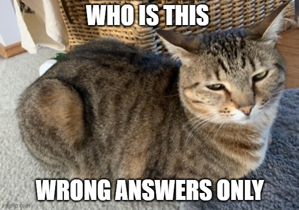 Cat loaf | WHO IS THIS; WRONG ANSWERS ONLY | image tagged in cat loaf | made w/ Imgflip meme maker