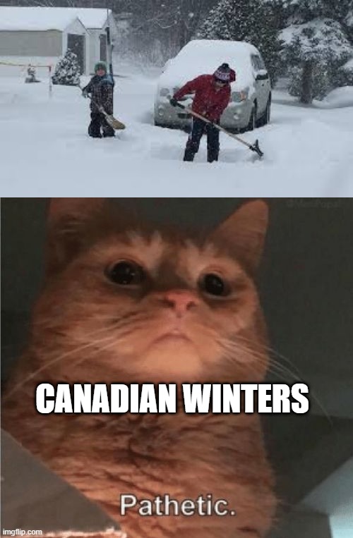 CANADIAN WINTERS | image tagged in pathetic cat | made w/ Imgflip meme maker