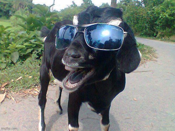 Hell Yeah Goat! | image tagged in hell yeah goat | made w/ Imgflip meme maker