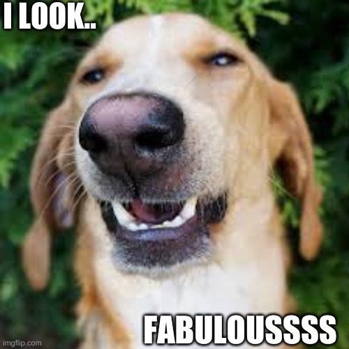 Fabulousssss | I LOOK.. FABULOUSSSS | image tagged in dogs,fab,funny | made w/ Imgflip meme maker