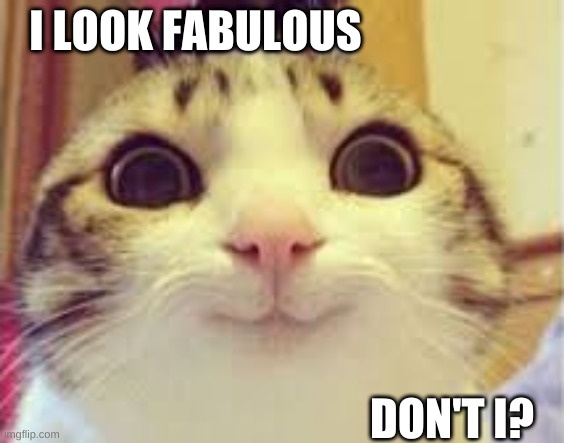 I look fab | I LOOK FABULOUS; DON'T I? | image tagged in cats,fab | made w/ Imgflip meme maker
