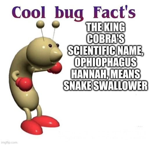 Cool Bug Facts | THE KING COBRA'S SCIENTIFIC NAME, OPHIOPHAGUS HANNAH, MEANS SNAKE SWALLOWER | image tagged in cool bug facts | made w/ Imgflip meme maker