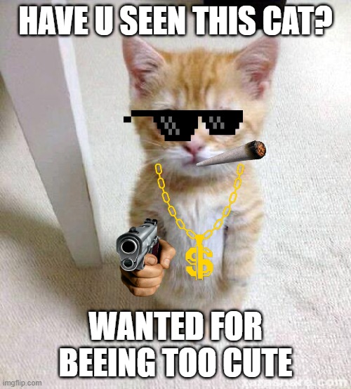 beware! too cute! | HAVE U SEEN THIS CAT? WANTED FOR BEEING TOO CUTE | image tagged in memes,cute cat | made w/ Imgflip meme maker