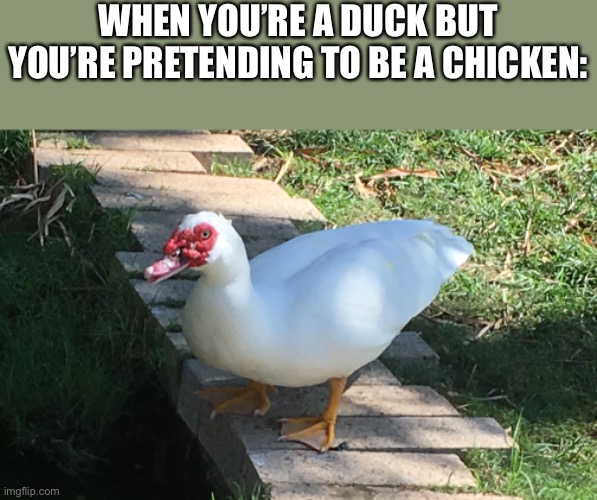 WHEN YOU’RE A DUCK BUT YOU’RE PRETENDING TO BE A CHICKEN: | made w/ Imgflip meme maker